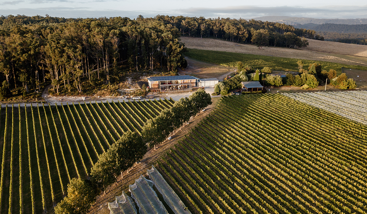 Moores Hill vineyard